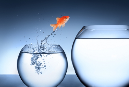 Poisson_dans_l'eau.jpg